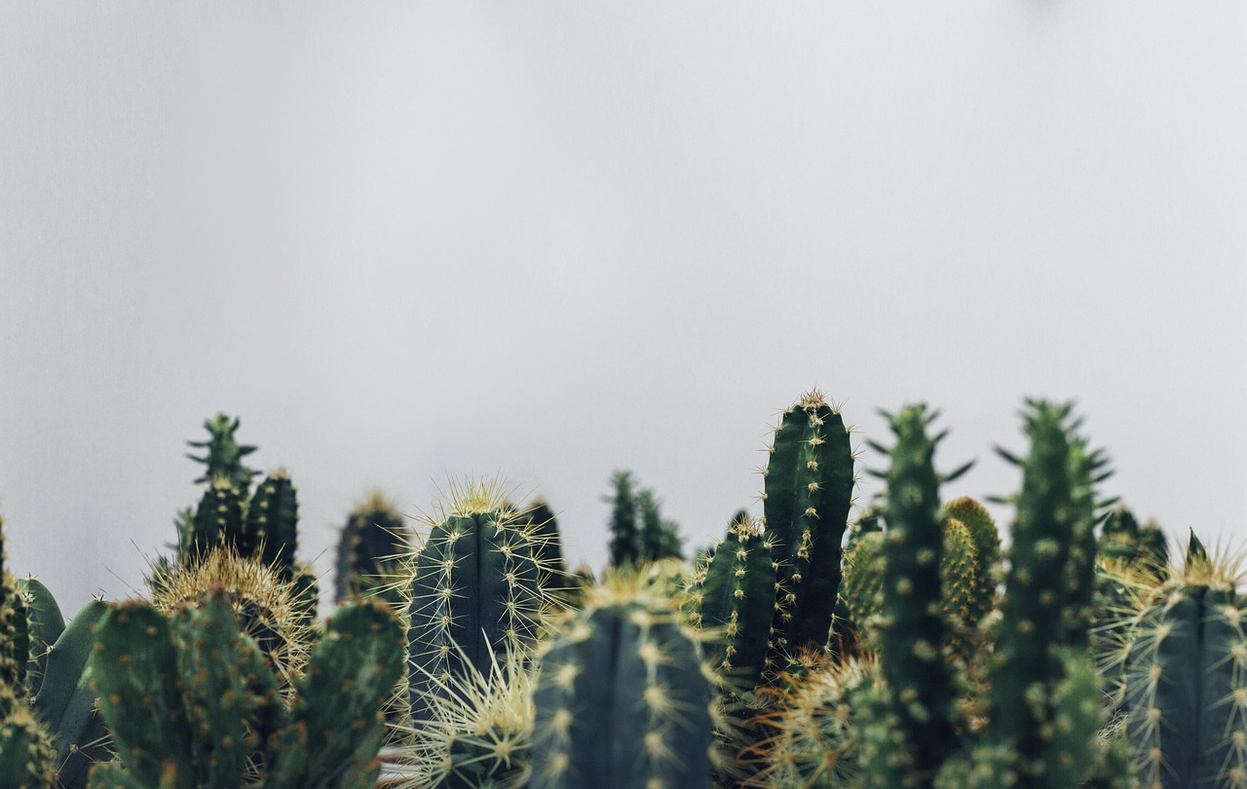 cactusdesign.it